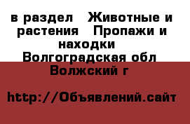  в раздел : Животные и растения » Пропажи и находки . Волгоградская обл.,Волжский г.